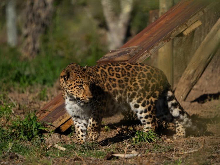 Leopard exploring the Big Cat Sanctuary in South Africa.