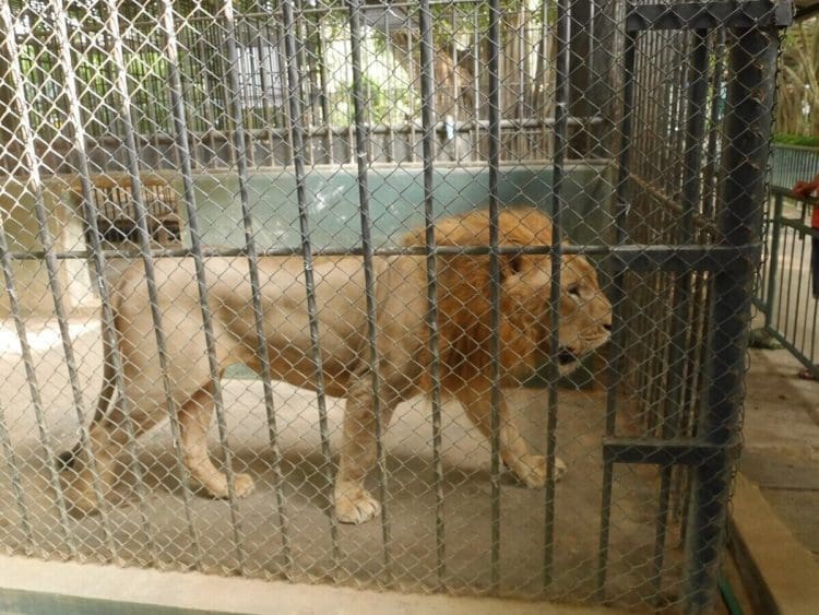 Lion in captivity in a zoo UK zoos